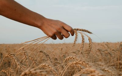 The Harvest