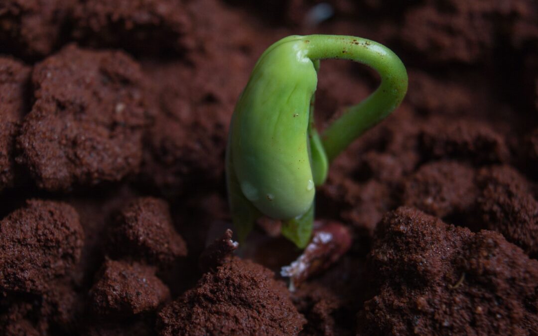 Good Seed, Good Soil