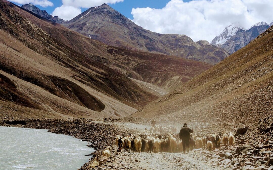 Walking With The Shepherd